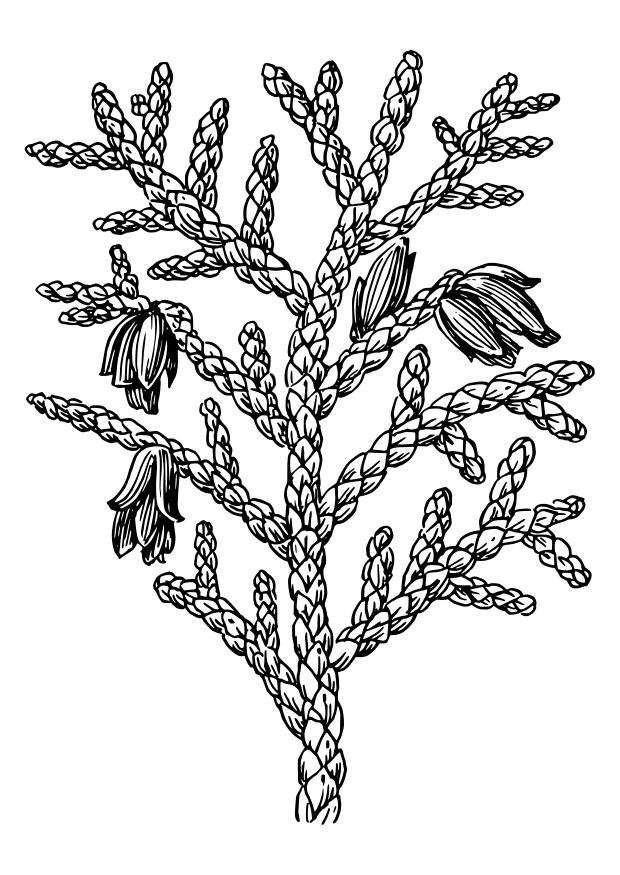 thuja Malvorlage thuja