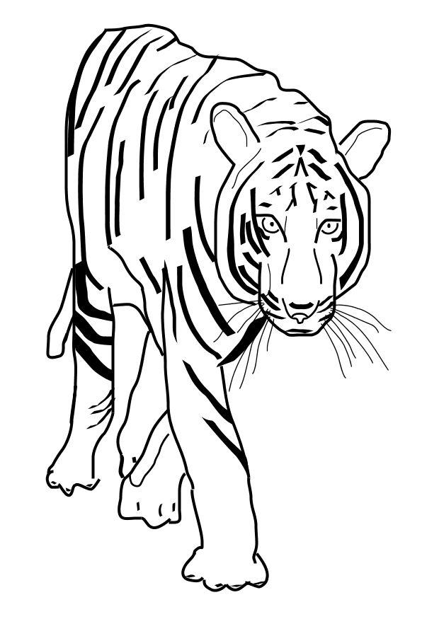 tiger Malvorlage tiger