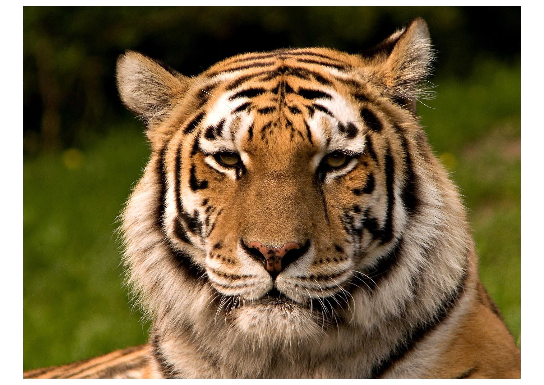 tiger Foto tiger