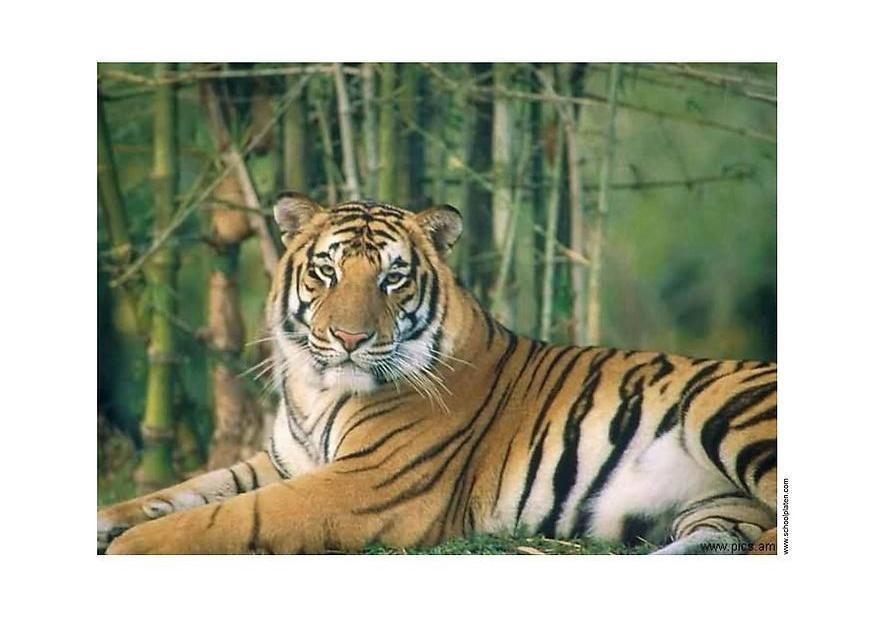 tiger Foto tiger