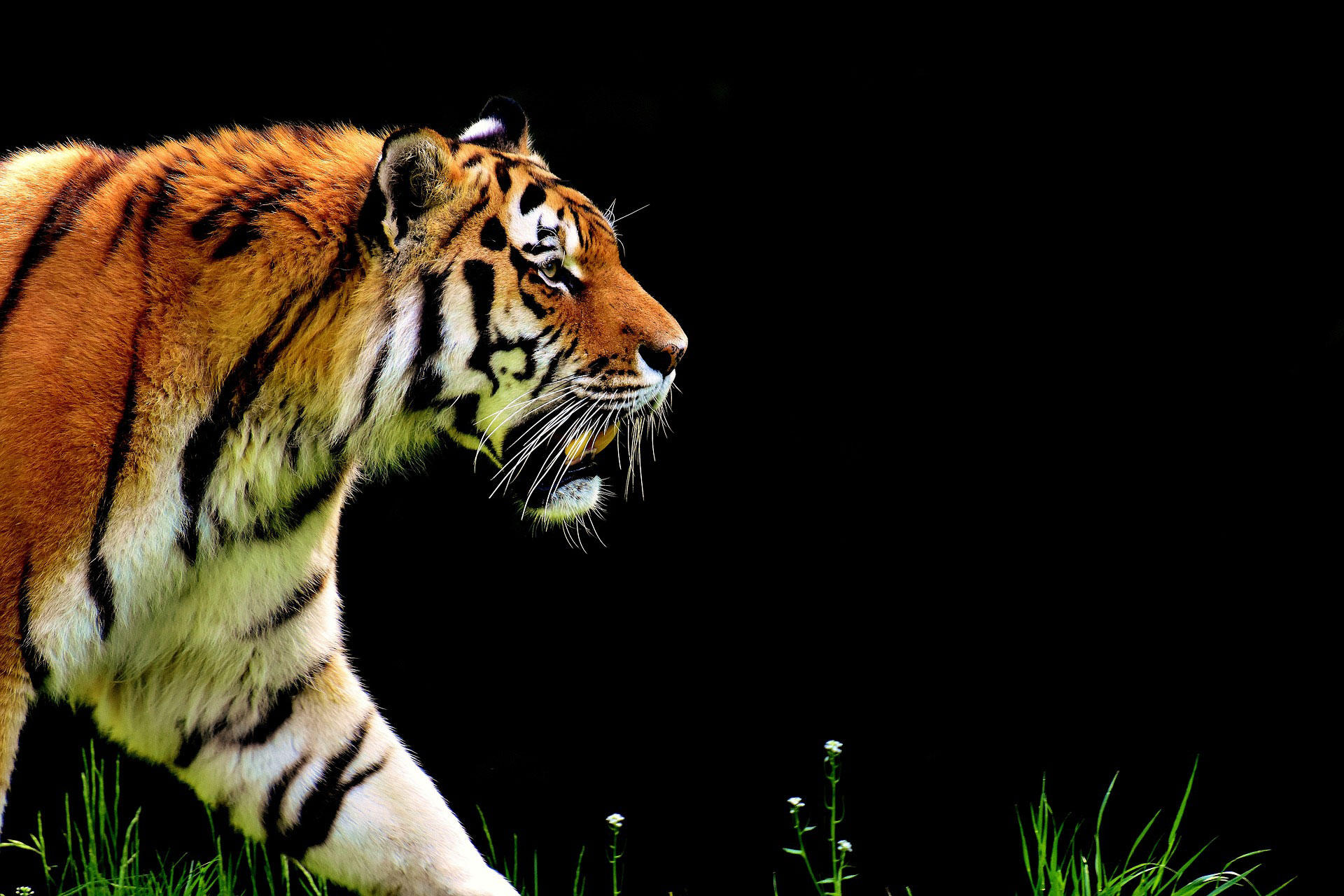 tiger Foto tiger