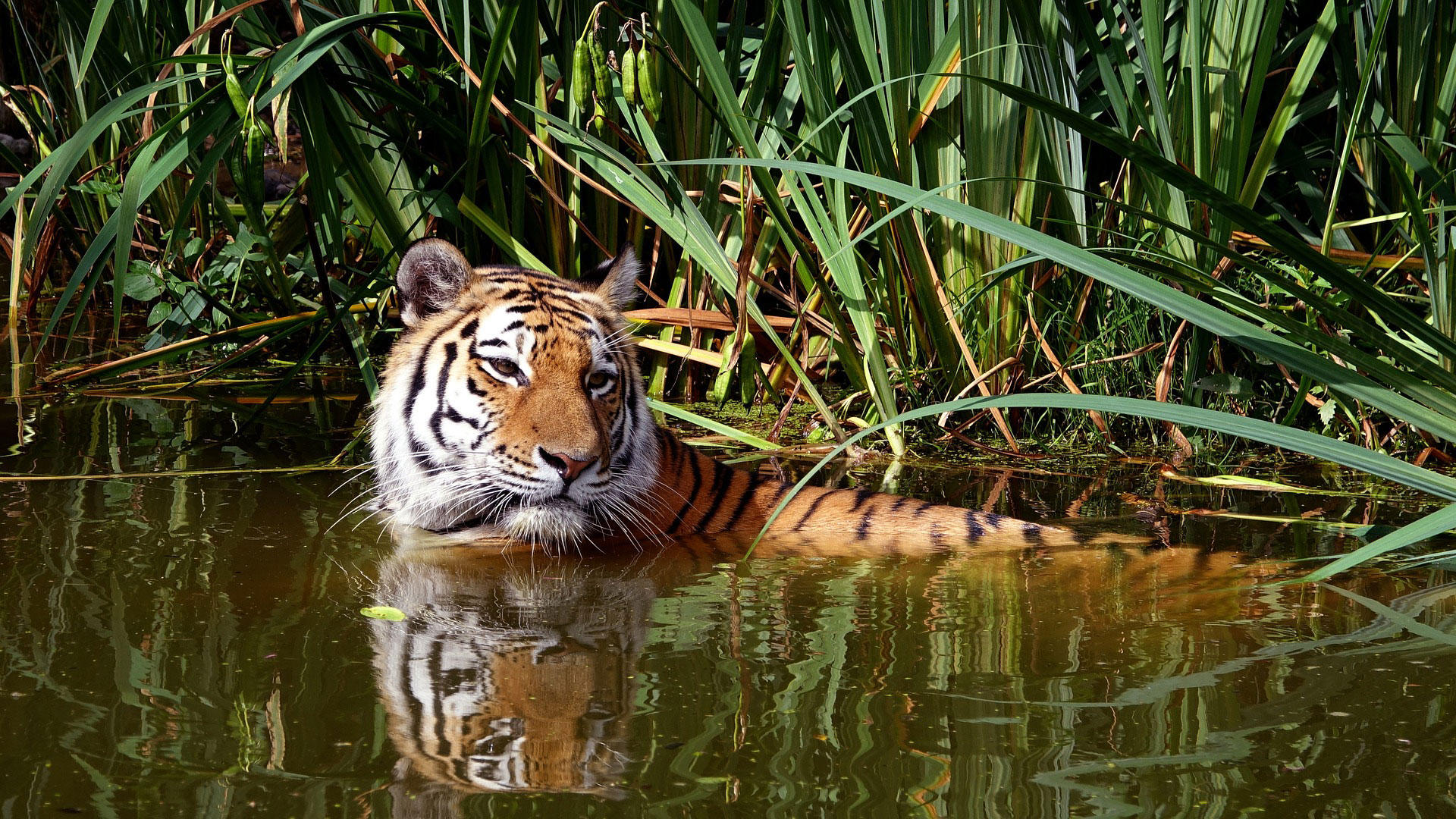 Foto tiger im wasser
