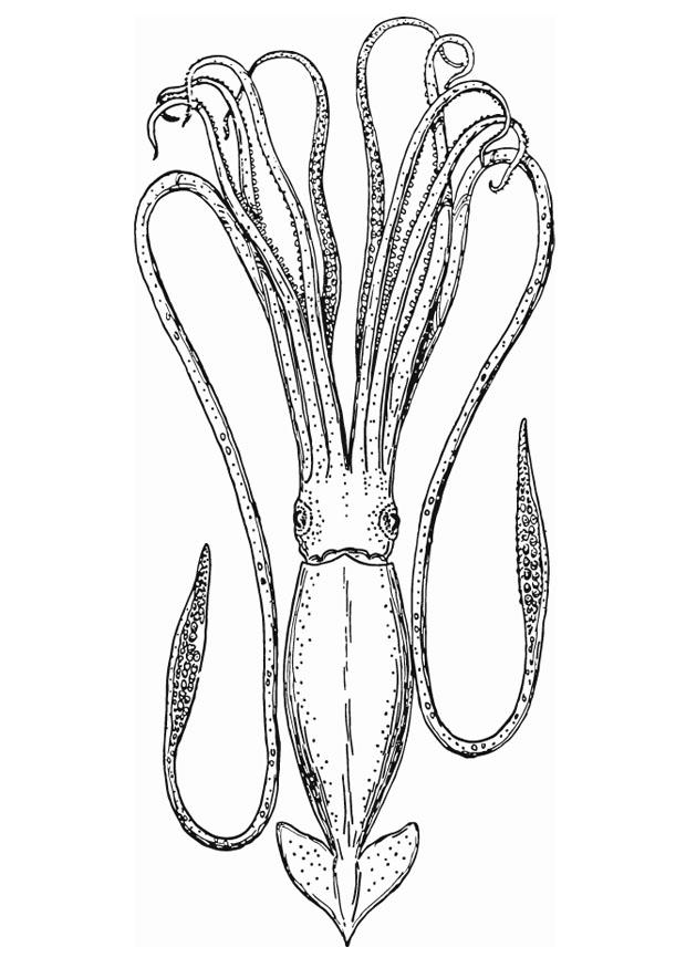 tintenfisch Malvorlage tintenfisch