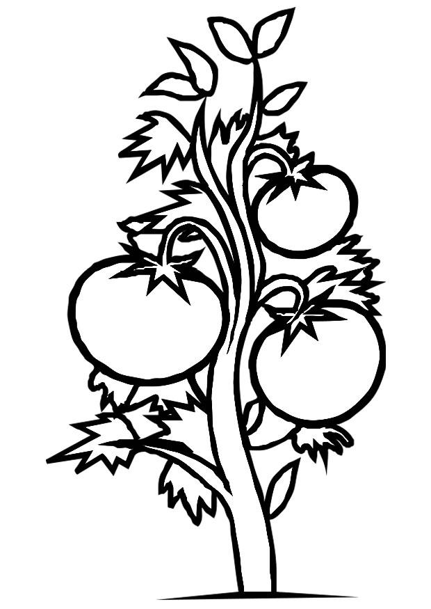 tomatenpflanze Malvorlage tomatenpflanze