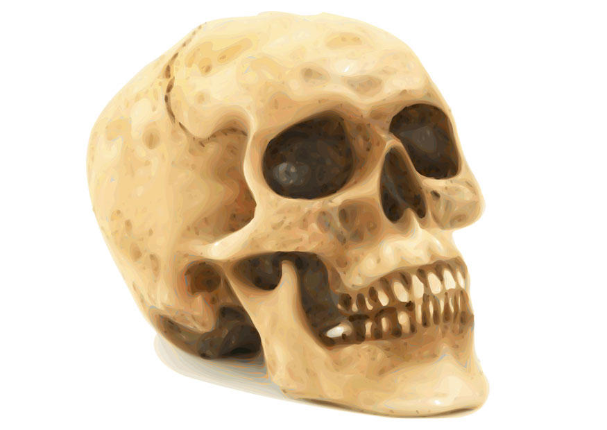 totenkopf Bild totenkopf