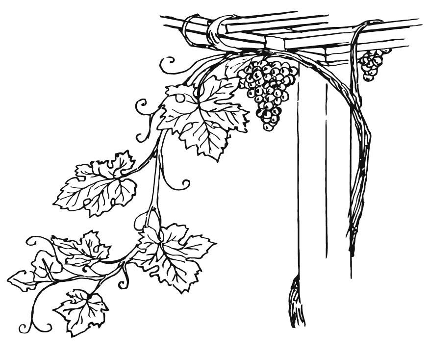 Malvorlage traubenranke