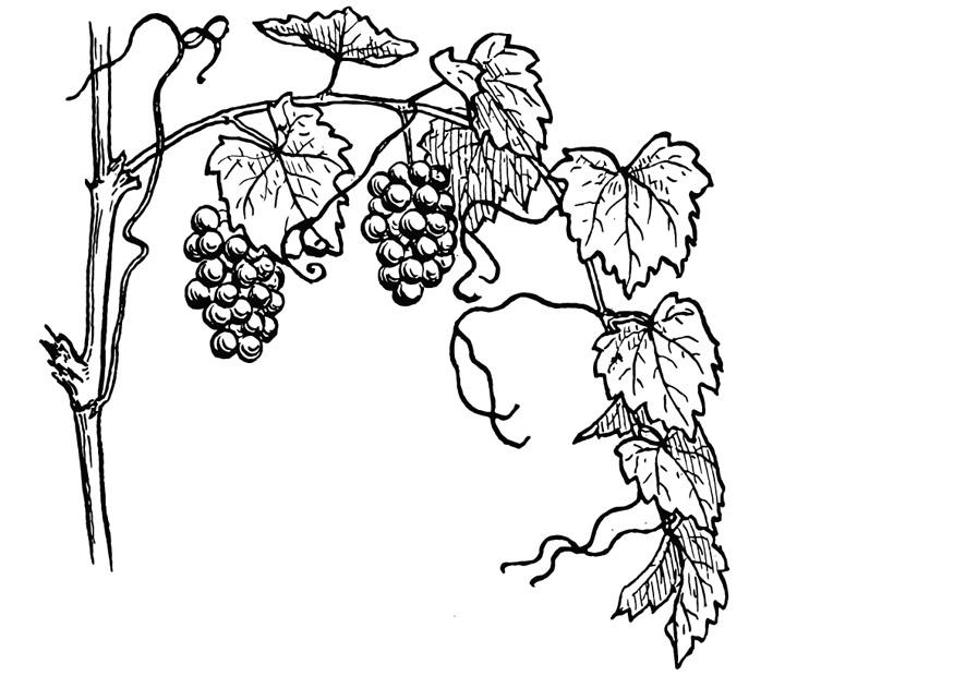 traubenrebe Malvorlage traubenrebe