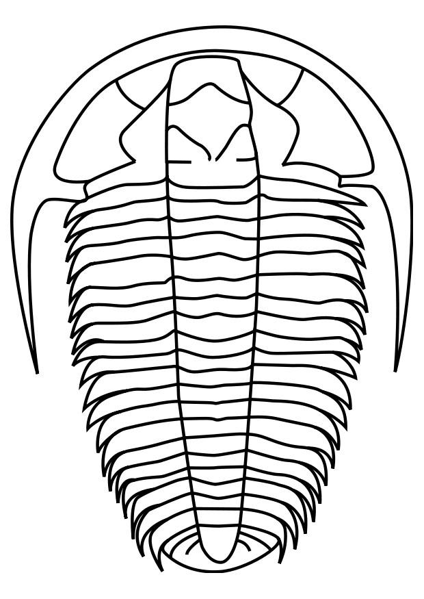 trilobit Malvorlage trilobit
