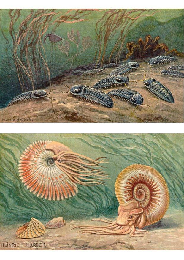 trilobiten und ammonoide Bild trilobiten und ammonoide