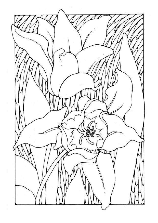 Malvorlage tulpen