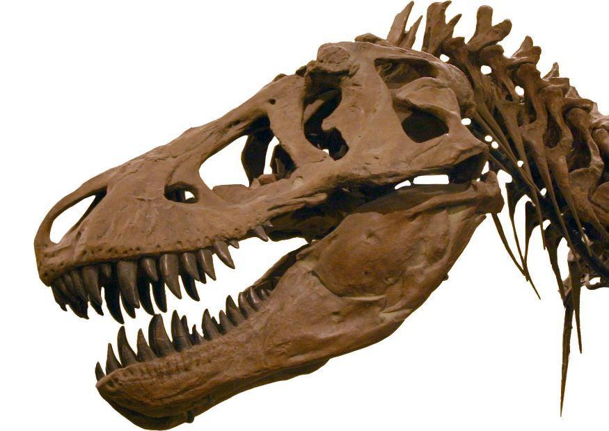 tyrannosaurus rex Foto tyrannosaurus rex