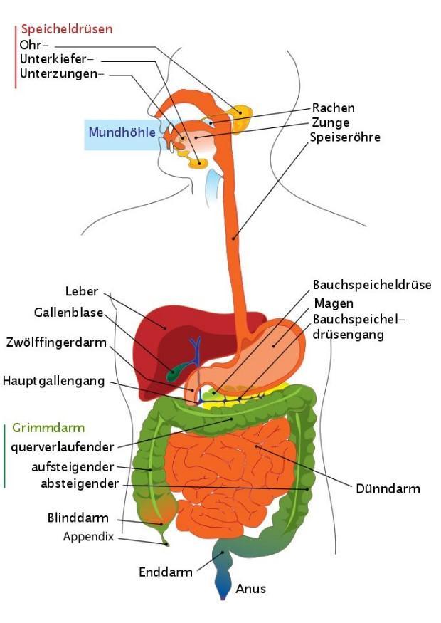 verdauungskanal deutsch Bild verdauungskanal deutsch