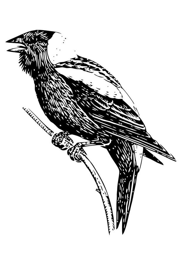 vogel Malvorlage vogel