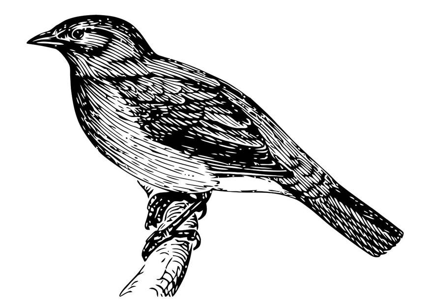 vogel Malvorlage vogel