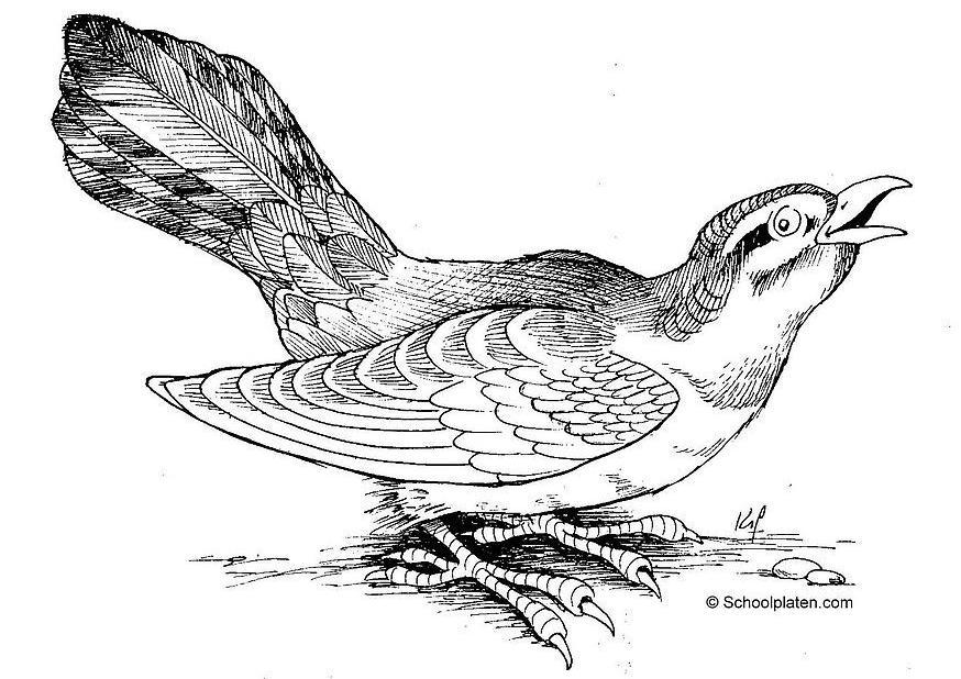 Malvorlage vogel