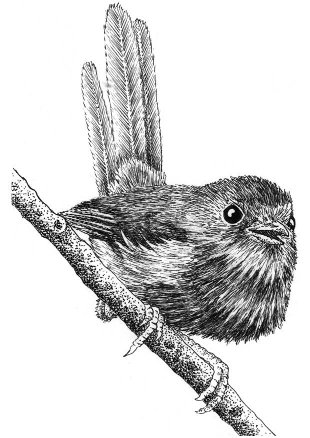 vogel Malvorlage vogel
