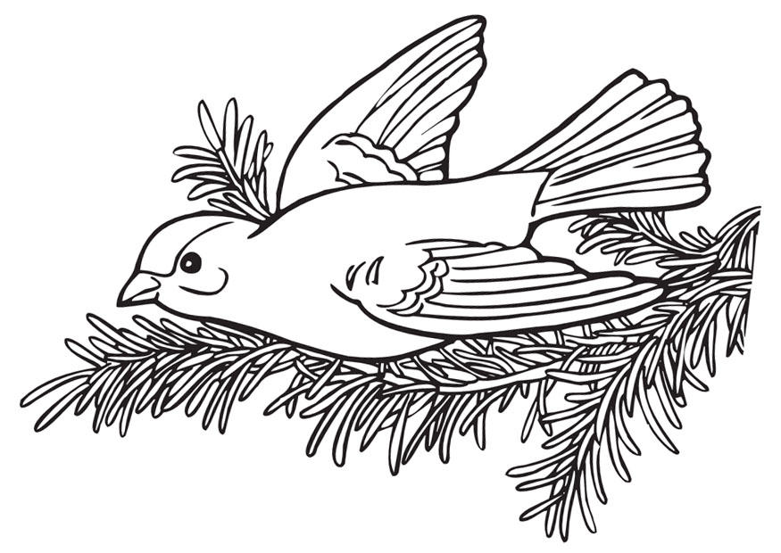 vogel Malvorlage vogel