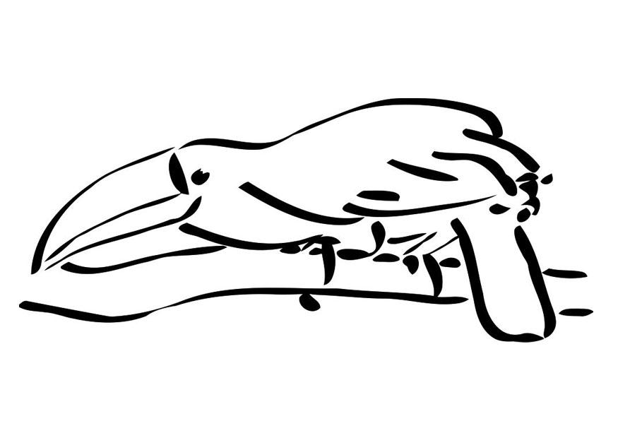 vogel auf einem zweig - tukan Malvorlage vogel auf einem zweig - tukan