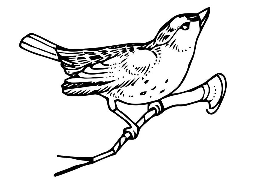 vogel auf zweig Malvorlage vogel auf zweig