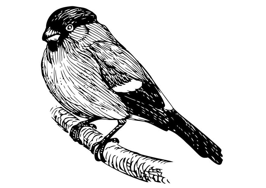 vogel - goldfink Malvorlage vogel - goldfink