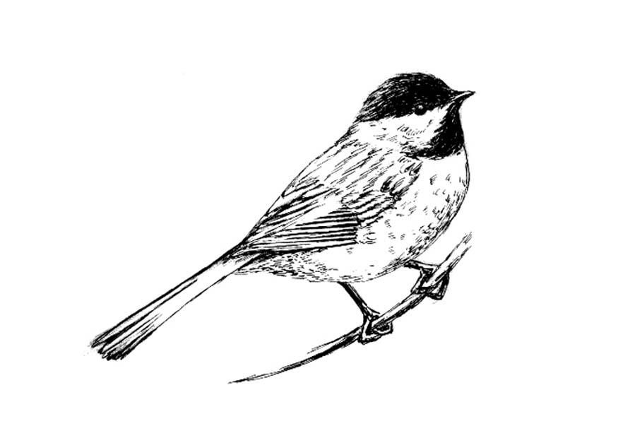 vogel - meise Malvorlage vogel - meise