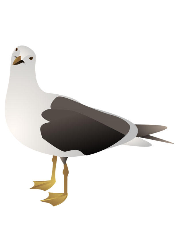 vogel - mA¶we Bild vogel - mA¶we