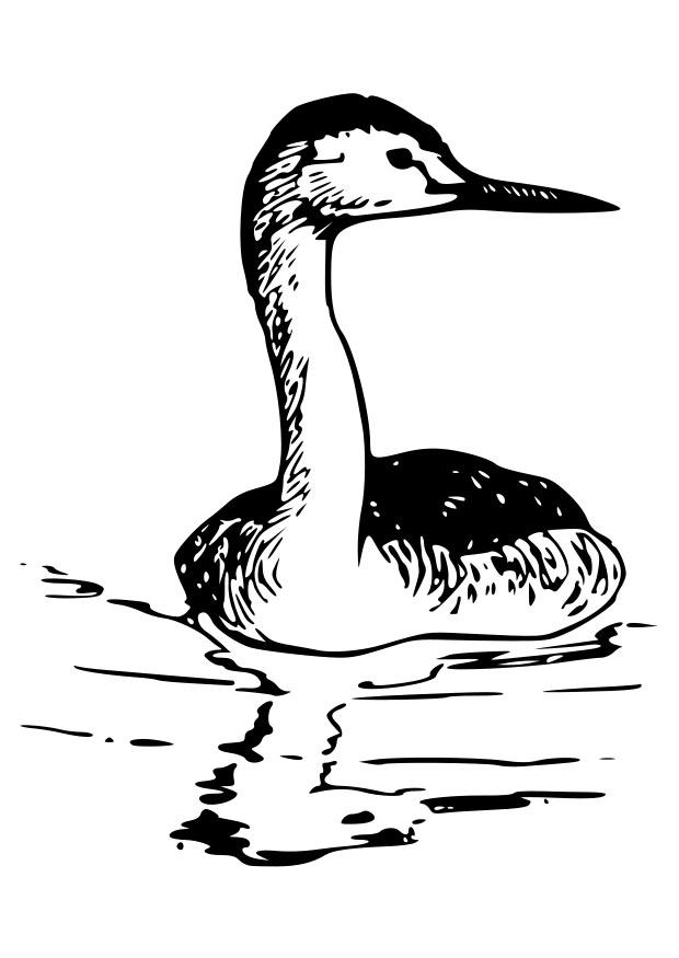 vogel - schwanenhalshaubentaucher Malvorlage vogel - schwanenhalshaubentaucher