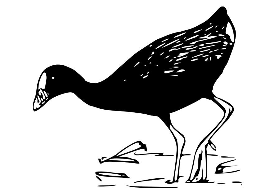 vogel - sultanshuhn Malvorlage vogel - sultanshuhn