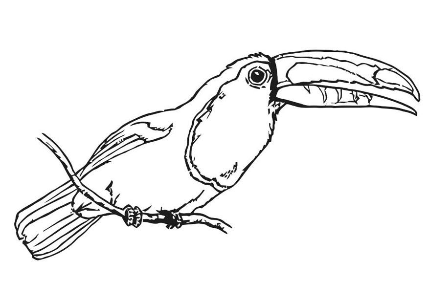 vogel - tukan Malvorlage vogel - tukan