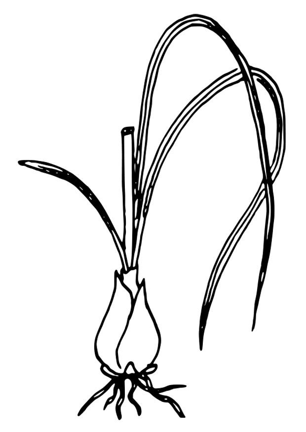 Malvorlage vogelmilch