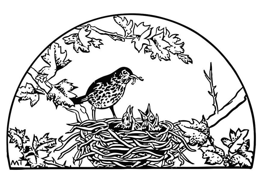 vogelnest Malvorlage vogelnest