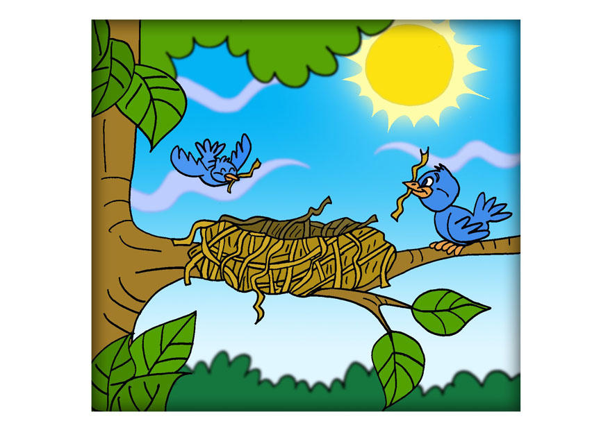 vogelnest Bild vogelnest