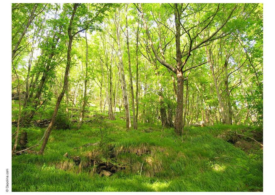 wald Foto wald