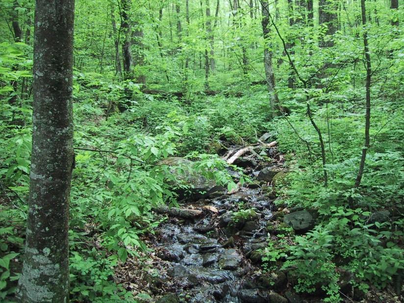 wald Foto wald