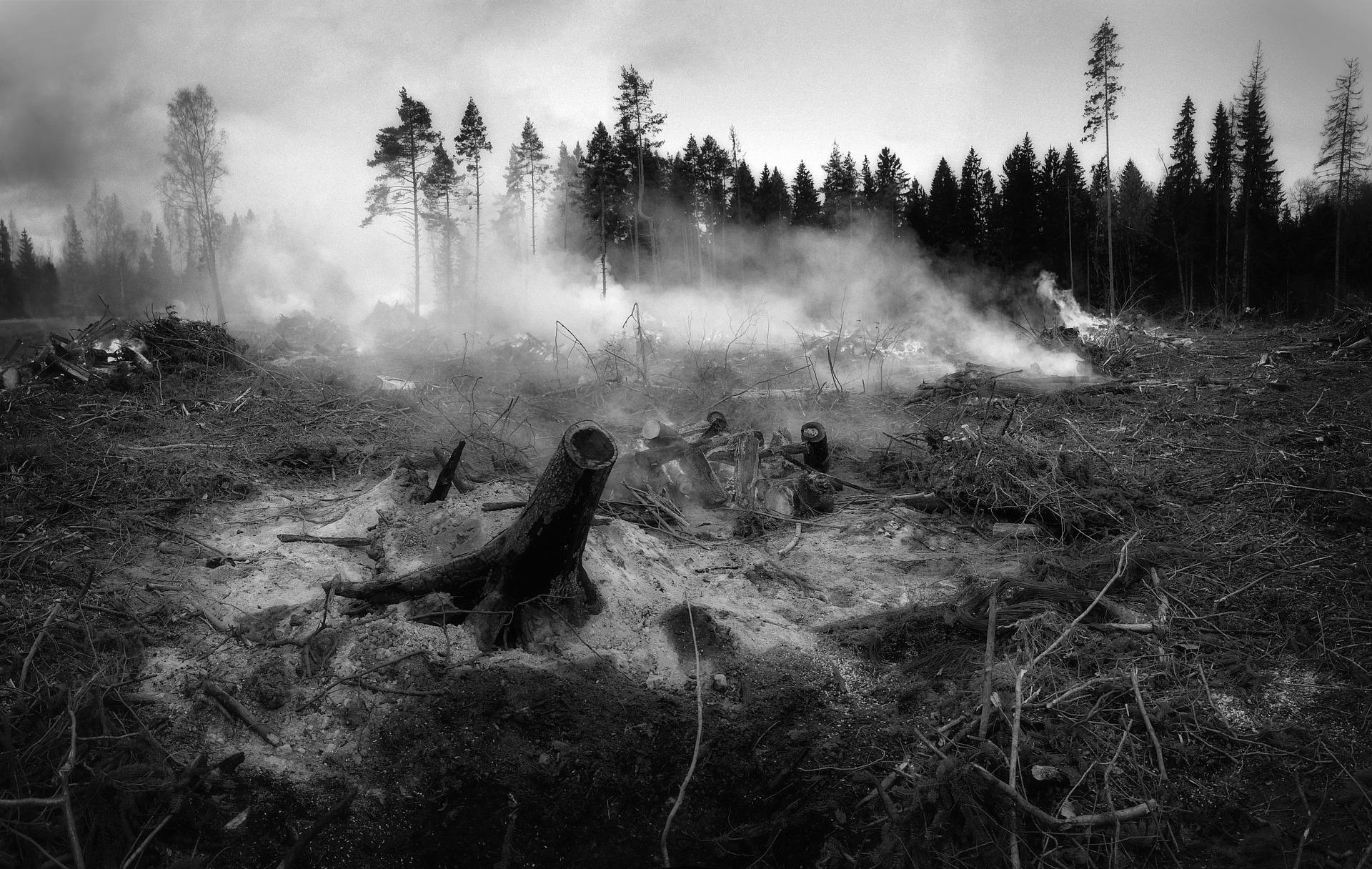 waldbrand Foto waldbrand