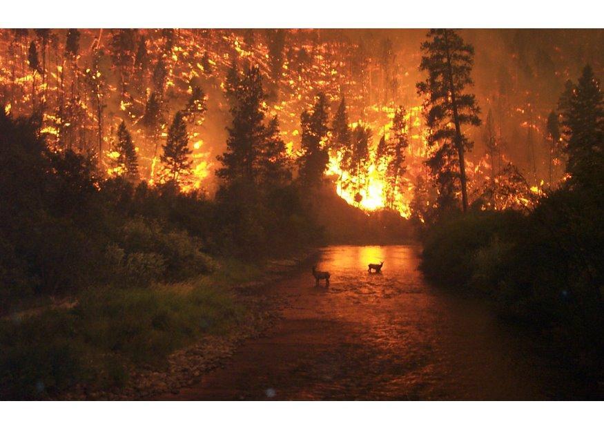 waldbrand Foto waldbrand