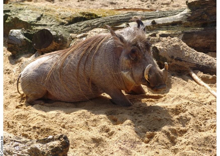 warzenschwein Foto warzenschwein
