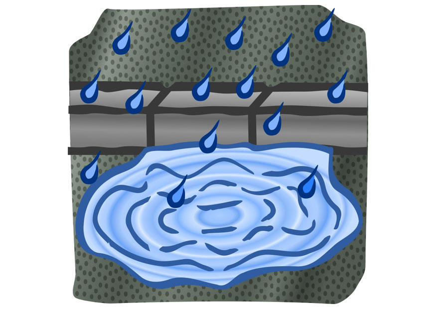 wasserpfA¼tze Bild wasserpfA¼tze