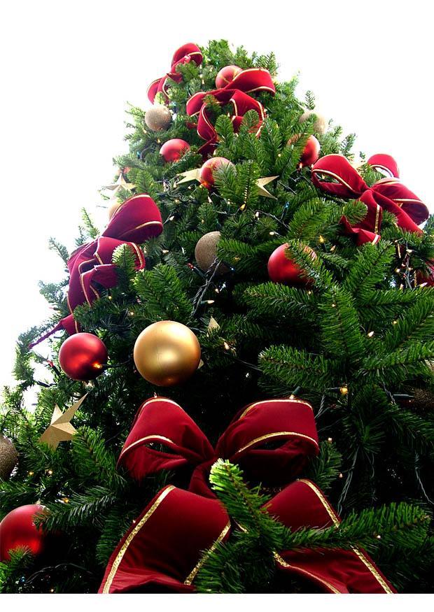 weihnachtsbaum Foto weihnachtsbaum