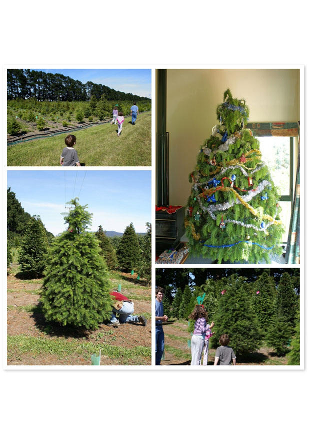 weihnachtsbaum kaufen Foto weihnachtsbaum kaufen