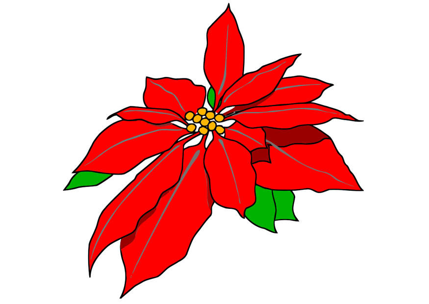 Bild weihnachtsstern