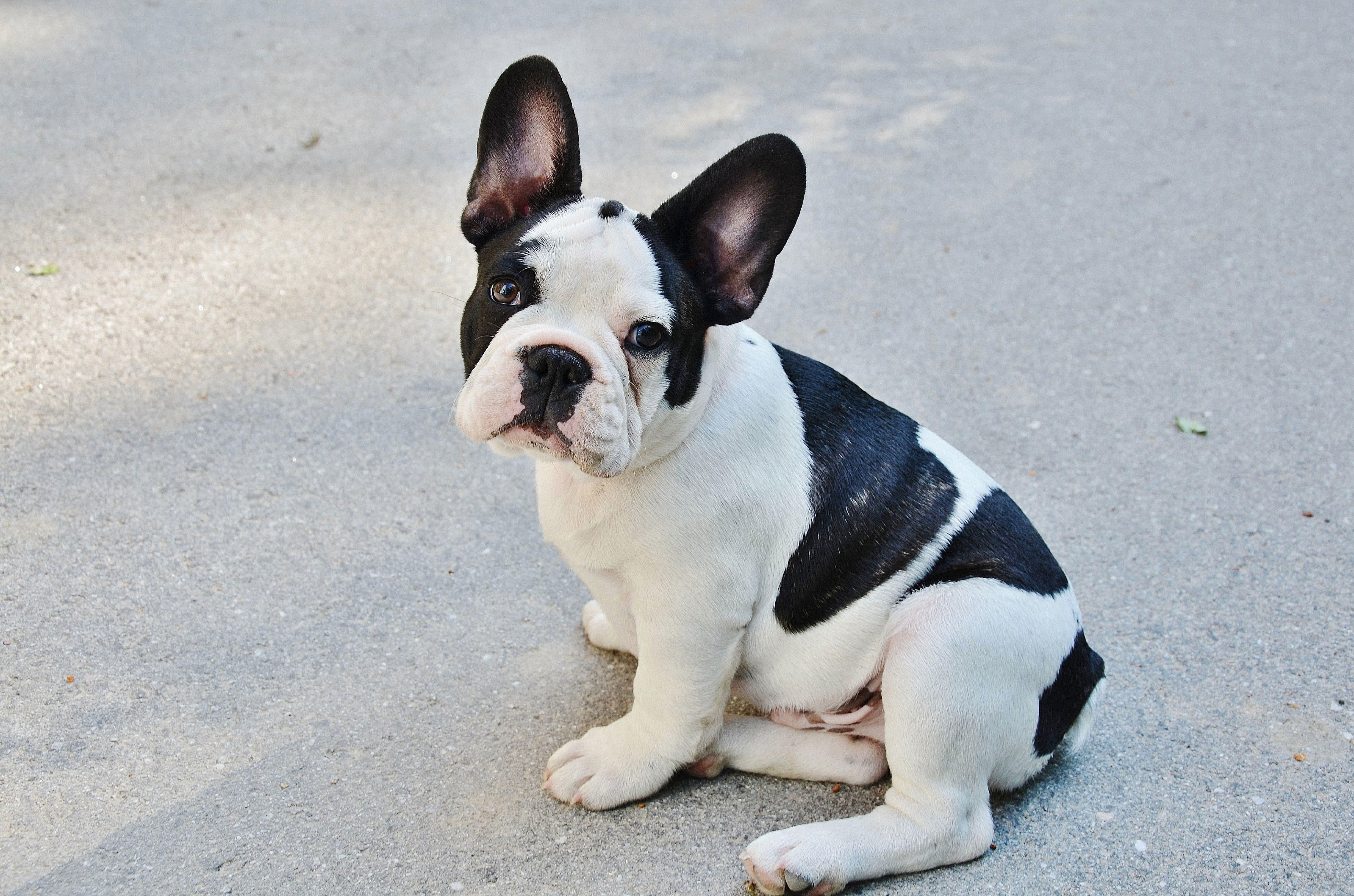 welpe - franzA¶sische bulldogge Foto welpe - franzA¶sische bulldogge