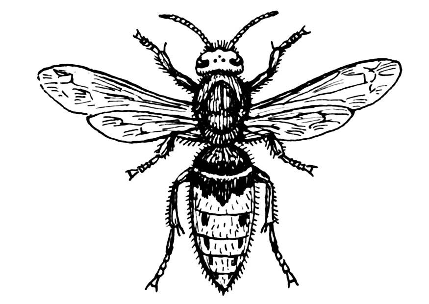 wespe - hornisse Malvorlage wespe - hornisse