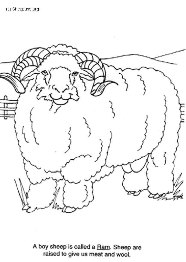 widder Malvorlage widder