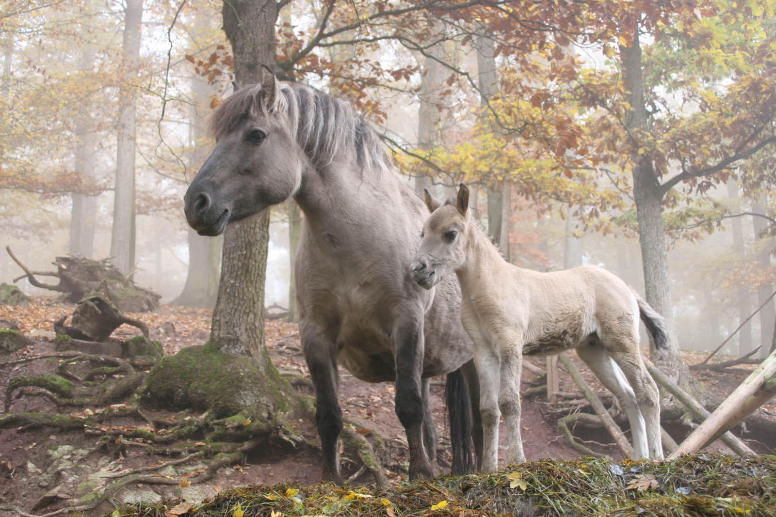 wildpferde Foto wildpferde
