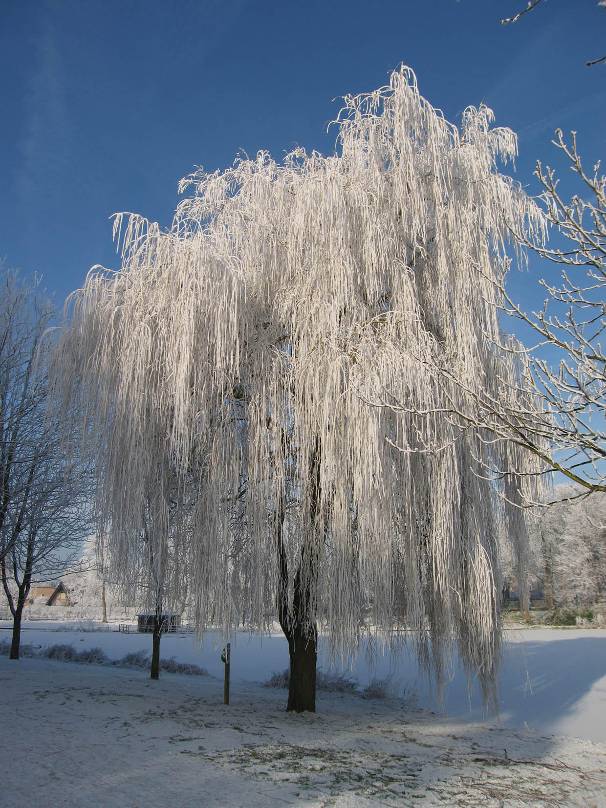 winter Foto winter
