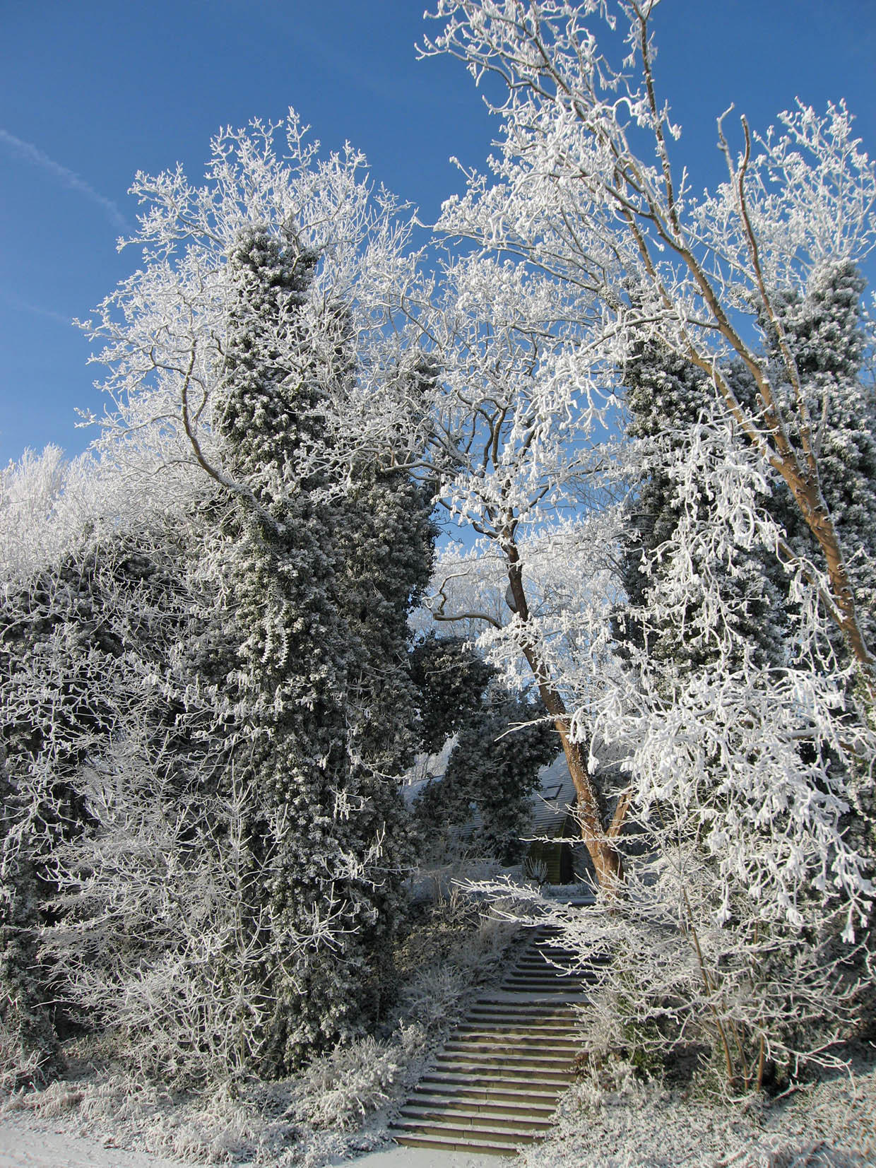 winter Foto winter