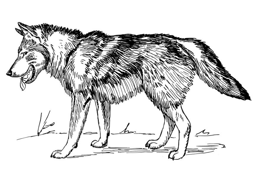 Malvorlage wolf