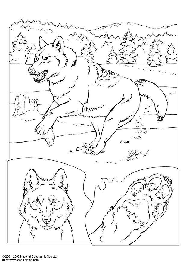 wolf Malvorlage wolf