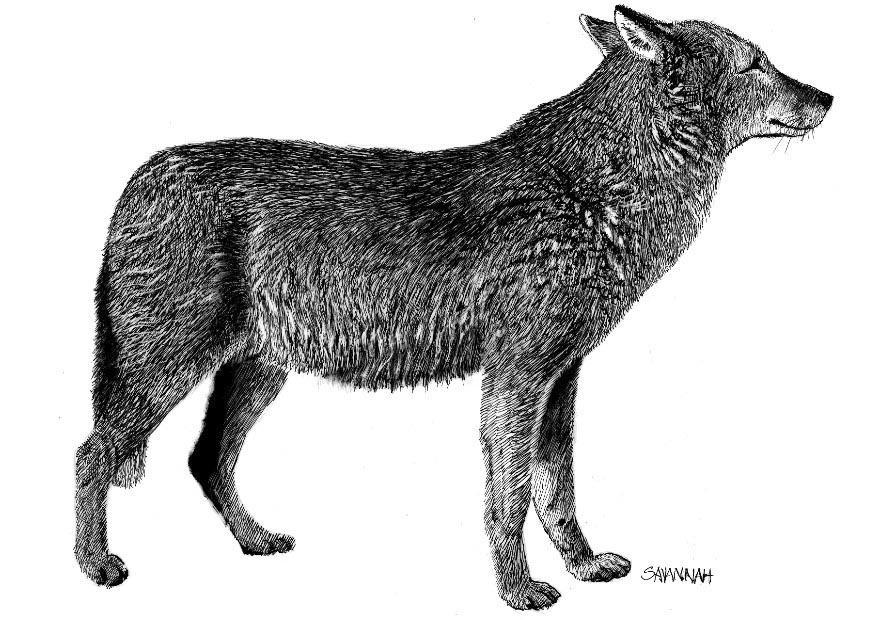 wolf Malvorlage wolf